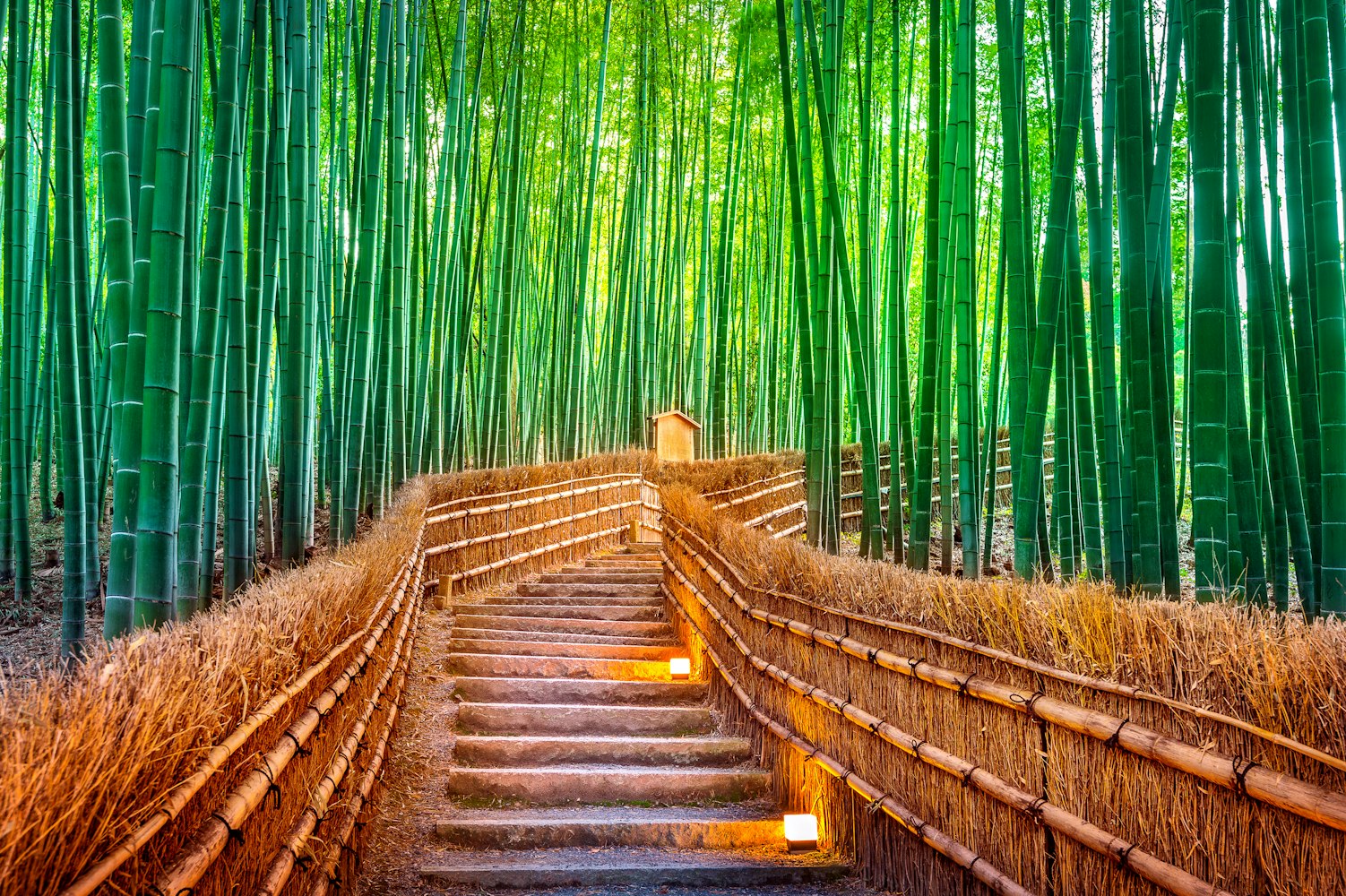 Bamboo Forest in Kyoto