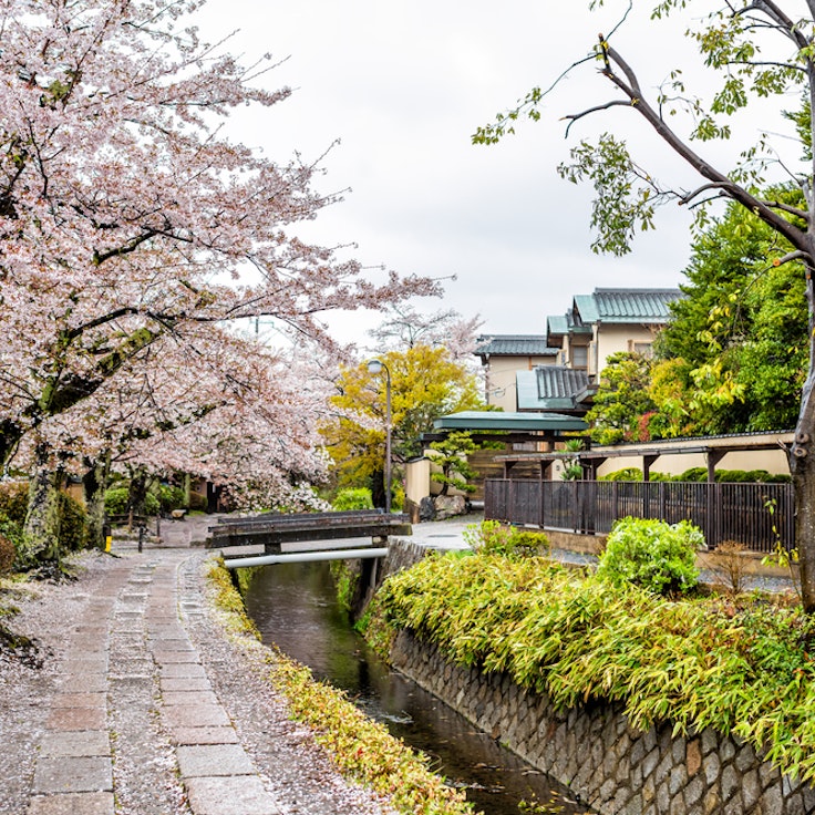 Philophers Tree Philosopher's Path - Trip To Japan