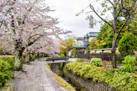 A scenic view of a narrow stone path beside a small canal bordered by lush greenery and blooming cherry blossom trees. A quaint wooden bridge crosses the canal, and traditional Japanese buildings are visible in the background under a cloudy sky.