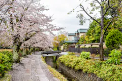 A scenic view of a narrow stone path beside a small canal bordered by lush greenery and blooming cherry blossom trees. A quaint wooden bridge crosses the canal, and traditional Japanese buildings are visible in the background under a cloudy sky.