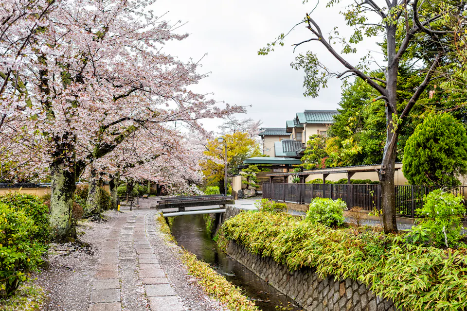 A scenic view of a narrow stone path beside a small canal bordered by lush greenery and blooming cherry blossom trees. A quaint wooden bridge crosses the canal, and traditional Japanese buildings are visible in the background under a cloudy sky.