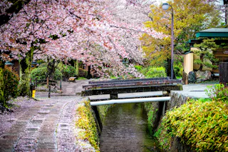 A stone path and small bridge cross over a narrow canal lined with lush greenery and vibrant cherry blossom trees in full bloom, creating a peaceful spring scene.