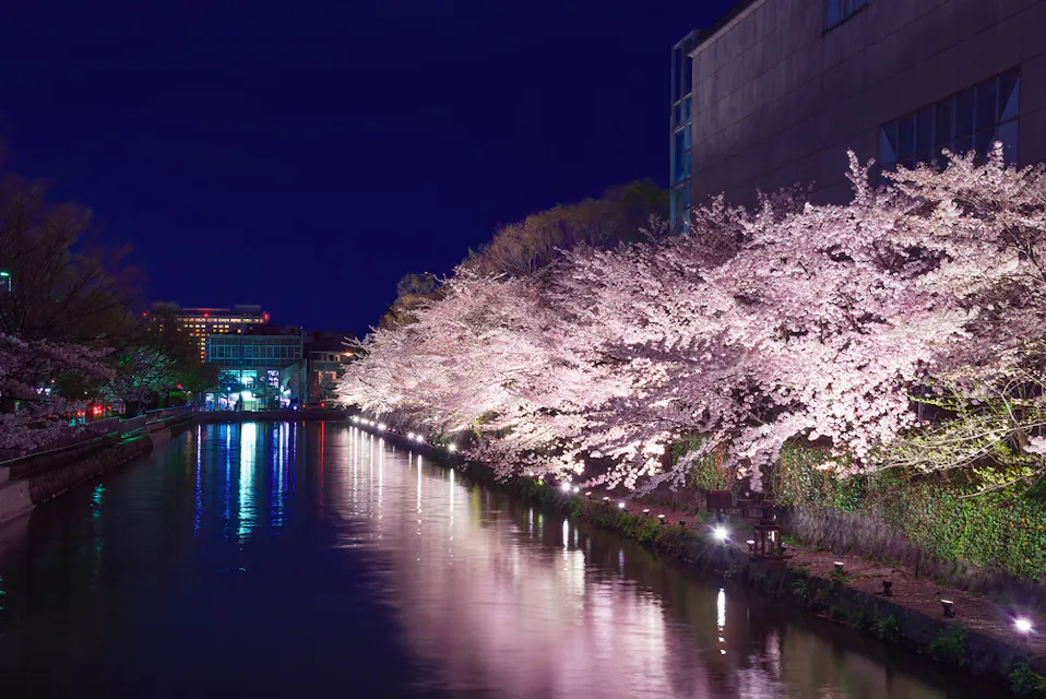 Cherry blossom trees adorned with lights lining a serene canal at night. Their reflections shimmer on the water's surface, and buildings are visible in the background, adding to the peaceful ambiance.