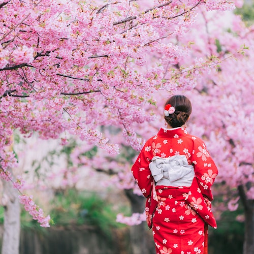 Cherry Blossom in Kyoto