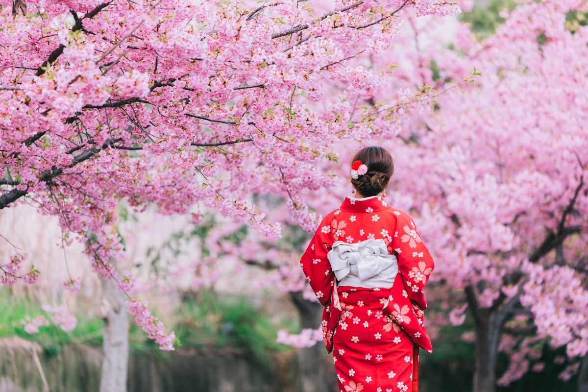 Cherry Blossom in Kyoto