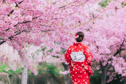 Cherry Blossom in Kyoto