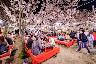People enjoy food and drinks while sitting on red benches under blooming cherry blossom trees at night during a lively outdoor festival in Japan. The area is crowded and illuminated by overhead lights.
