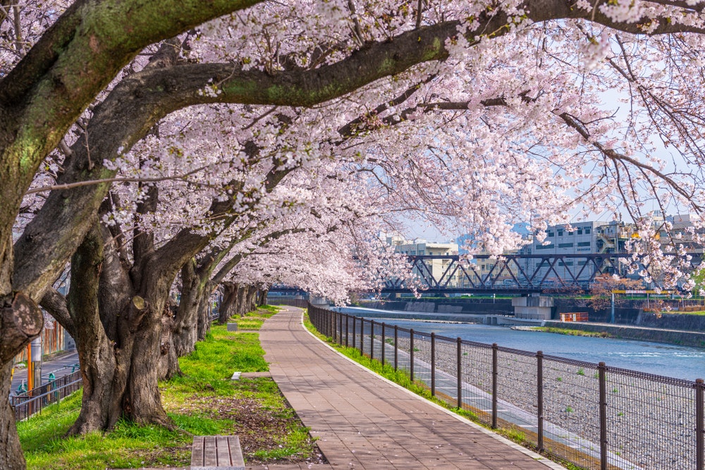 Kamo River