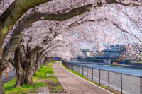 Cherry blossom trees in full bloom line a riverside pathway, with pink petals arching over the walkway. A river and bridge are visible on the right, alongside buildings in the background under a clear sky.