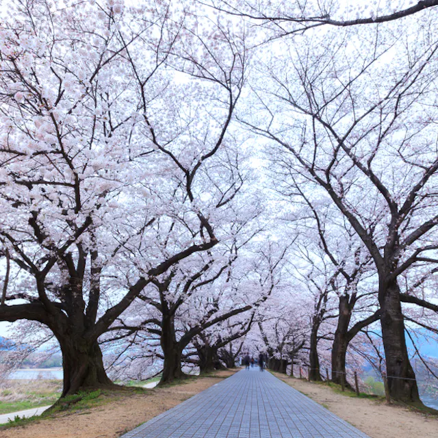 Yodogawa Riverside Park Yodogawa Riverside Park