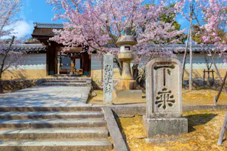 Stone lanterns and markers stand by a pathway leading to a traditional Japanese temple gate, surrounded by blooming cherry blossom trees under a bright blue sky.