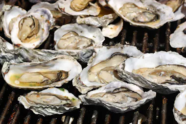 Several oysters in open shells are being grilled on a barbecue, with the shells resting directly on the grill grates. The oysters appear fresh and are in various stages of cooking.