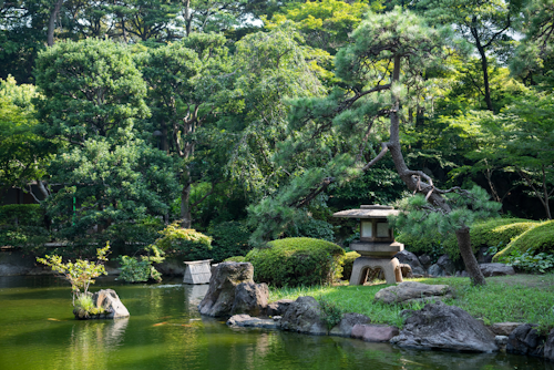 A tranquil Japanese garden features a serene pond surrounded by lush greenery, trees, and shrubs. Large rocks are artistically placed around the pond, with a traditional stone lantern and a small wooden bridge adding to the serene atmosphere.