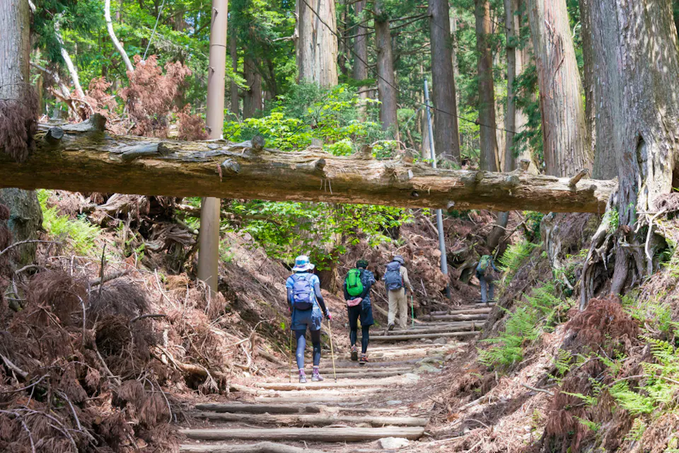 A group of hikers walk along a forest trail, surrounded by tall trees. A large fallen tree trunk is suspended above the path. The hikers are wearing backpacks and outdoor gear, and the area is lush with green foliage and dried leaves.