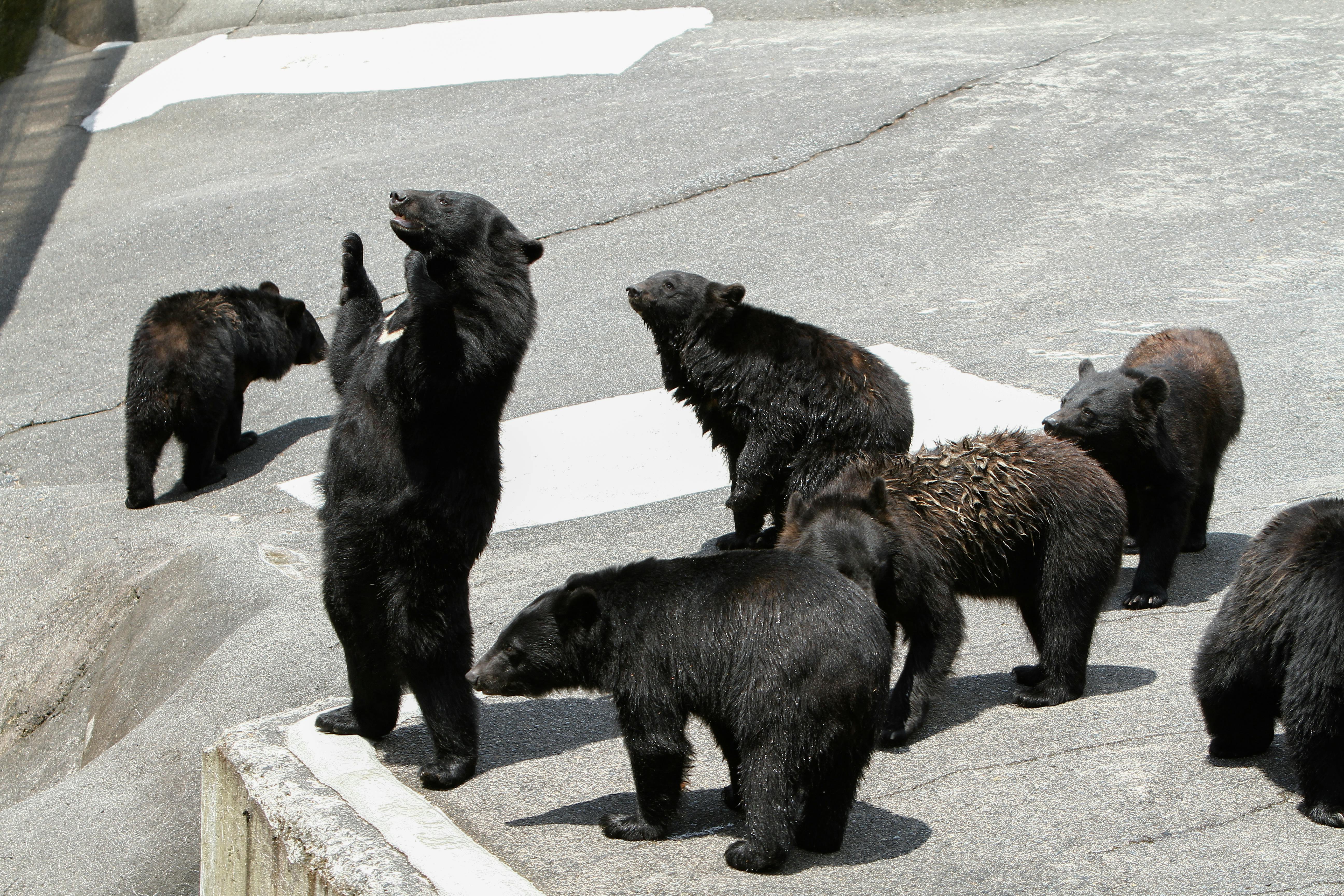 Okuhida Bear Park
