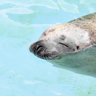 Swimming Seal Swimming Seal