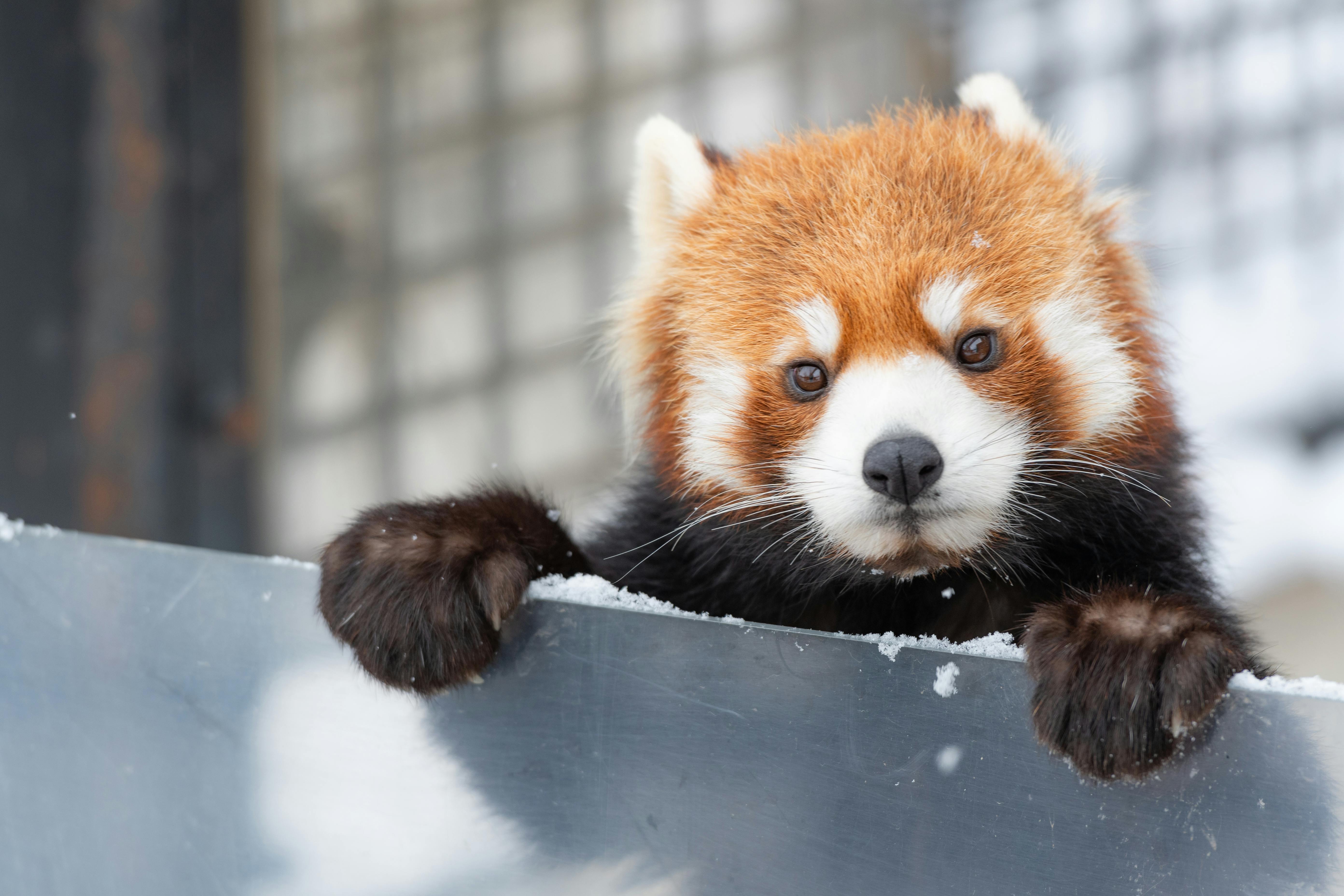 Red Panda