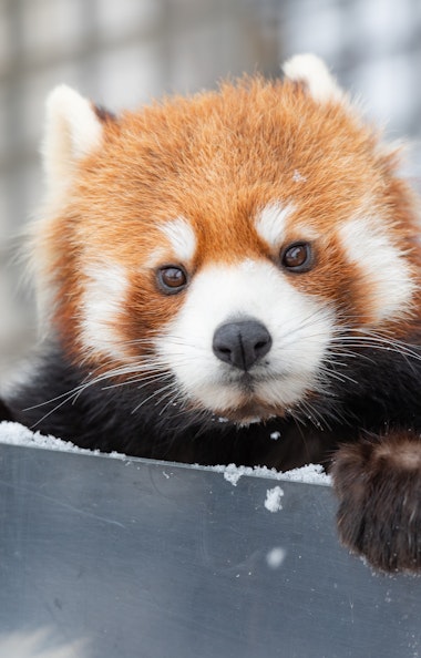 Red Panda Red Panda