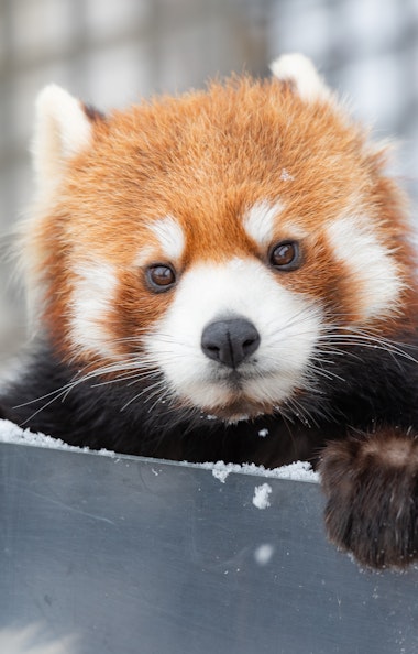 Red Panda Red Panda