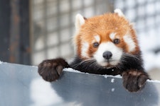 Red Panda