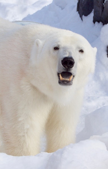 Polar Bear Polar Bear