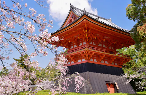 A traditional Japanese pagoda with ornate red and white wooden architecture stands among blooming cherry blossom trees under a bright blue sky.