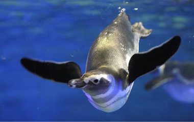 Sumida Aquarium