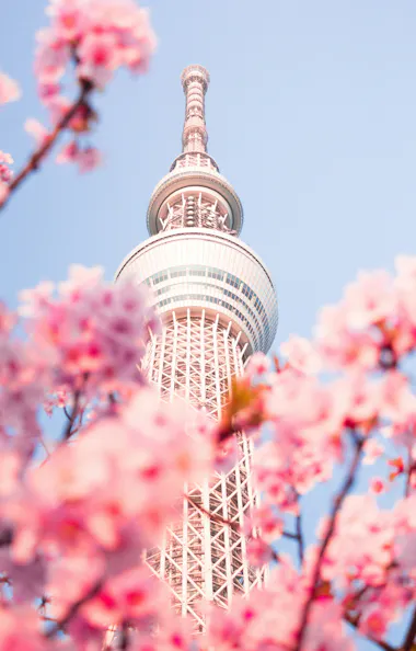 Tokyo Skytree Tokyo Skytree tower set against a clear blue sky, framed by soft pink cherry blossoms in the foreground.