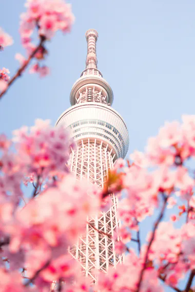 Tokyo Skytree tower set against a clear blue sky, framed by soft pink cherry blossoms in the foreground.