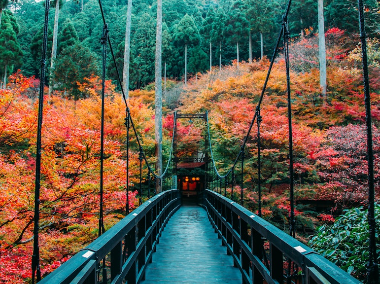 Explore Arashiyama & Takao with Grutto Pass by Randen & JR Bus