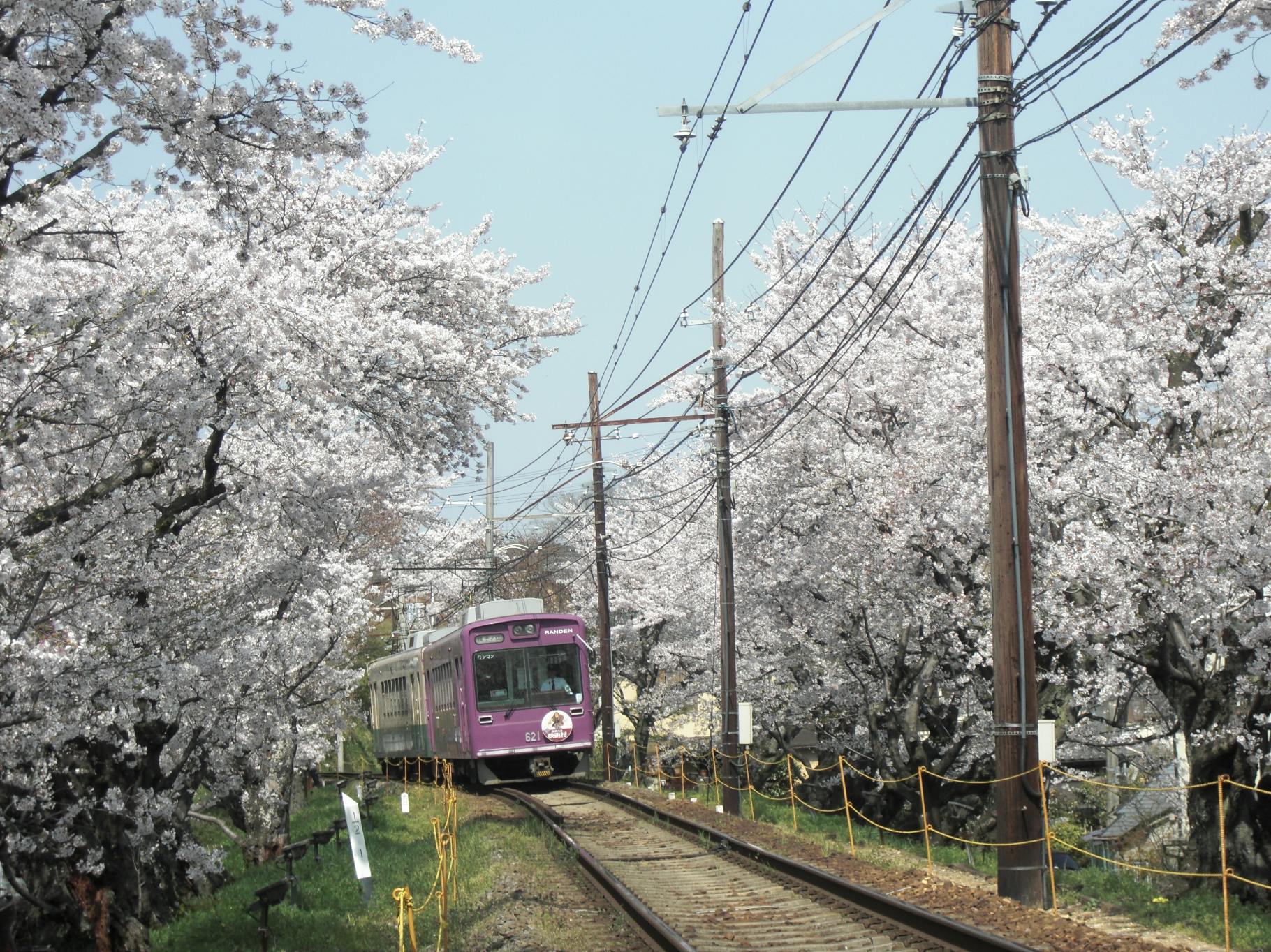 A purple train travels along tracks lined with blooming cherry blossom trees under a clear blue sky, with power lines and wooden poles running alongside the rails.