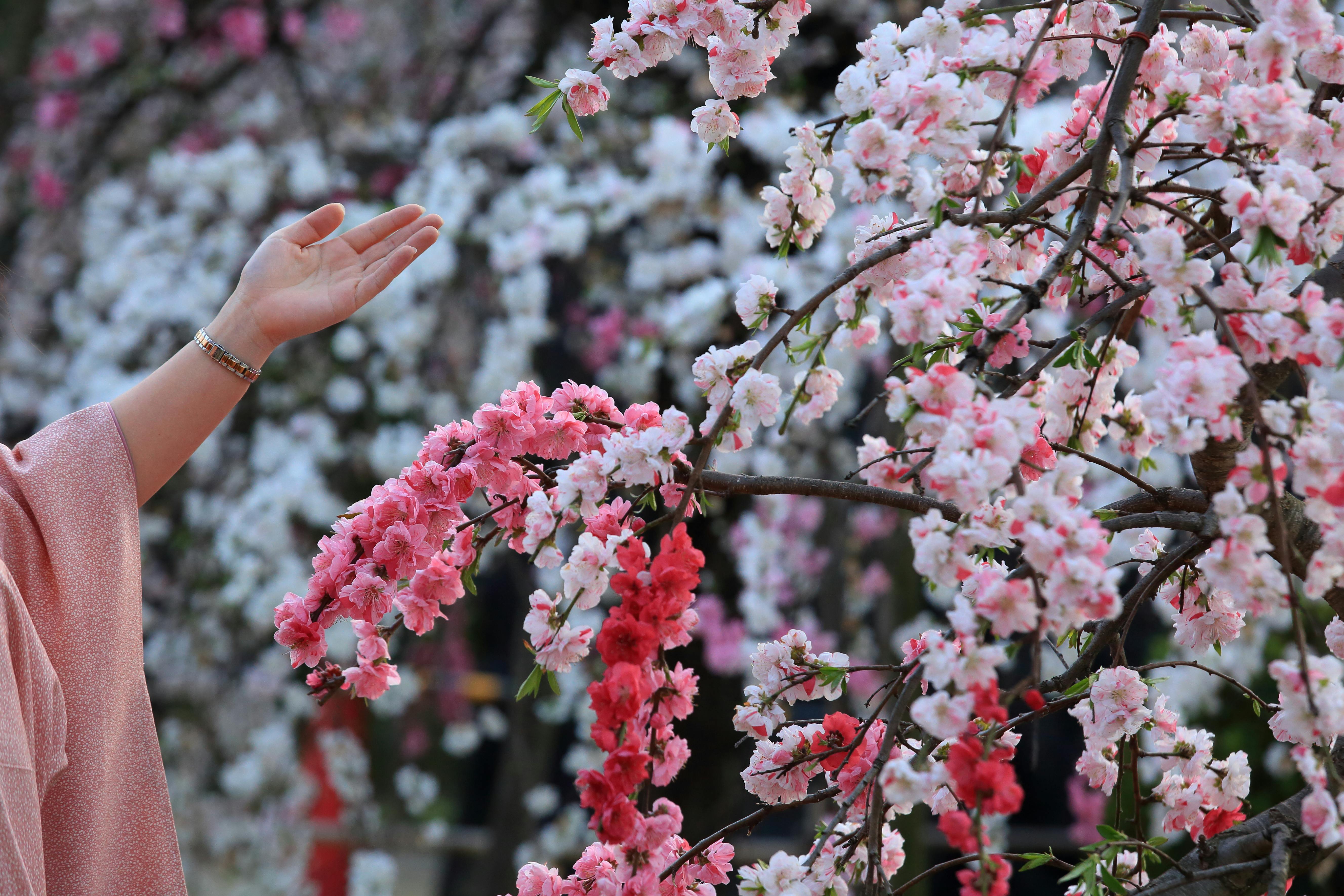A person's hand, dressed in a pink sleeve and gold bracelet, is gently raised toward blooming pink and white cherry blossoms on tree branches.