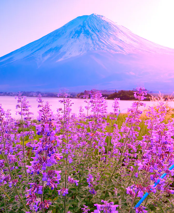 Oishi Park Fujikawaguchiko overview