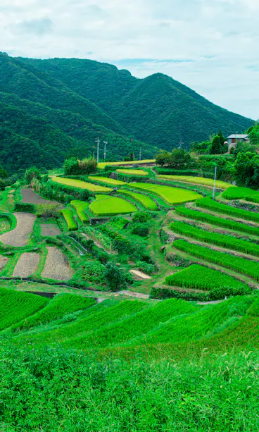 Nakayama Senmaida Nakayama Senmaida