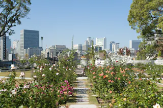 A vibrant rose garden with blooming flowers and stone walkways is set against a backdrop of modern city skyscrapers under a clear blue sky. Trees frame the scene, blending nature and urban architecture.