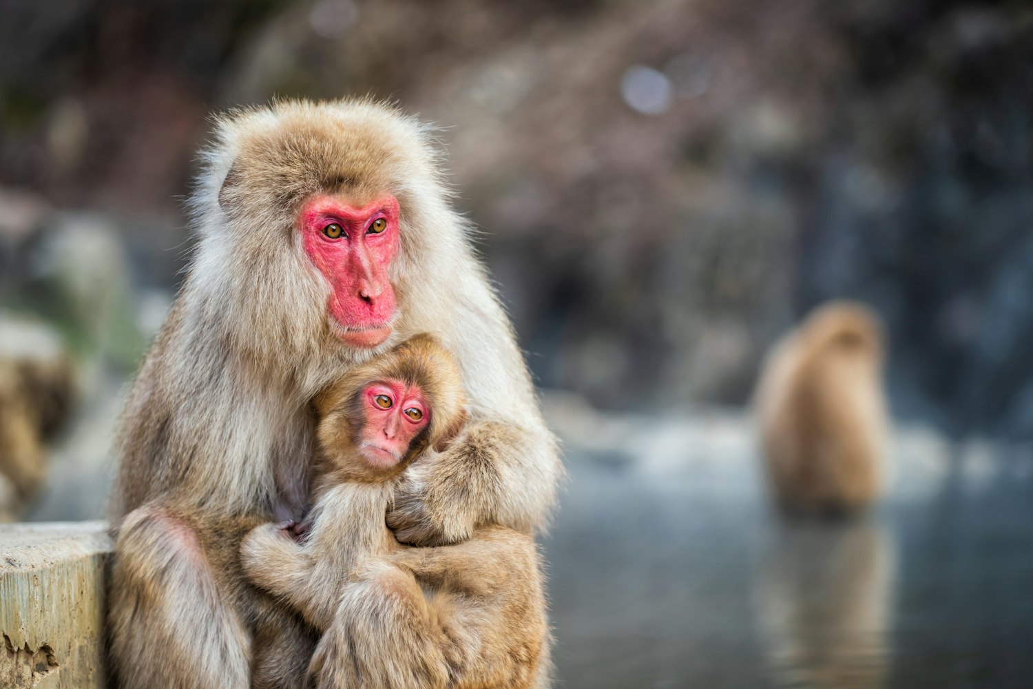 Snow Monkey Park