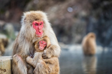 Snow Monkey Park