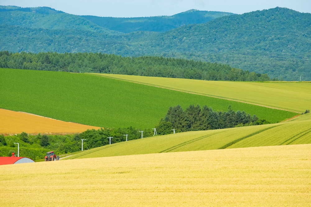 Biei Patchwork Road