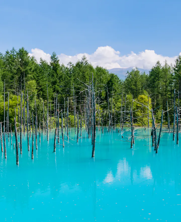Shirogane Blue Pond Shirogane Blue Pond