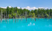 A vibrant blue pond with numerous bare tree trunks rising from the water, surrounded by lush green forest under a clear blue sky.