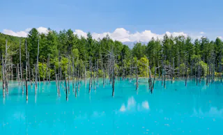 A vibrant blue pond with numerous bare tree trunks rising from the water, surrounded by lush green forest under a clear blue sky.