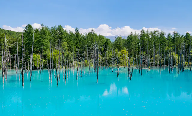 A vibrant blue pond with numerous bare tree trunks rising from the water, surrounded by lush green forest under a clear blue sky.