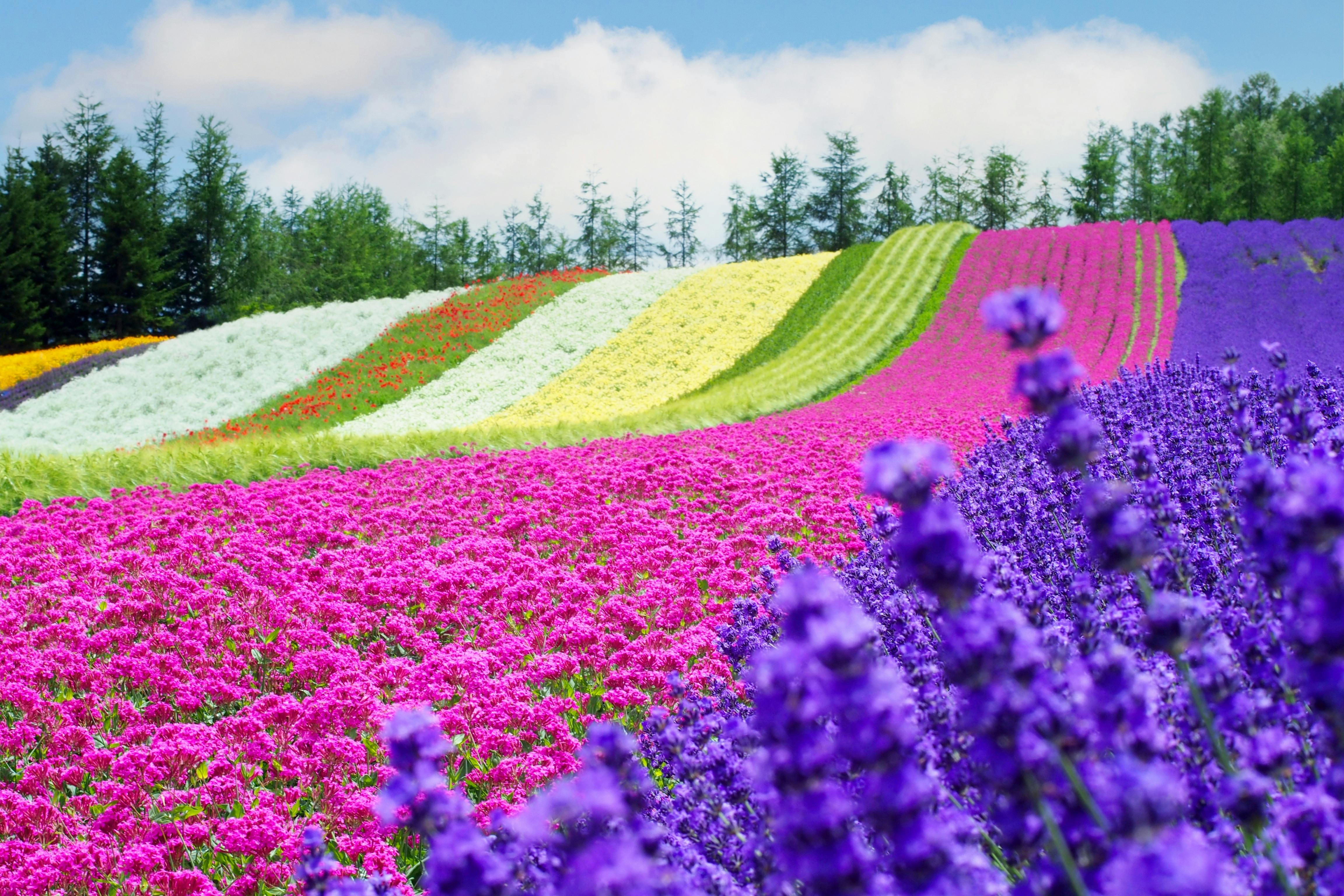 Colorful flower fields in vibrant pink, purple, white, yellow, and green stripes stretch across gently sloping hills, with trees and a blue sky with clouds in the background.
