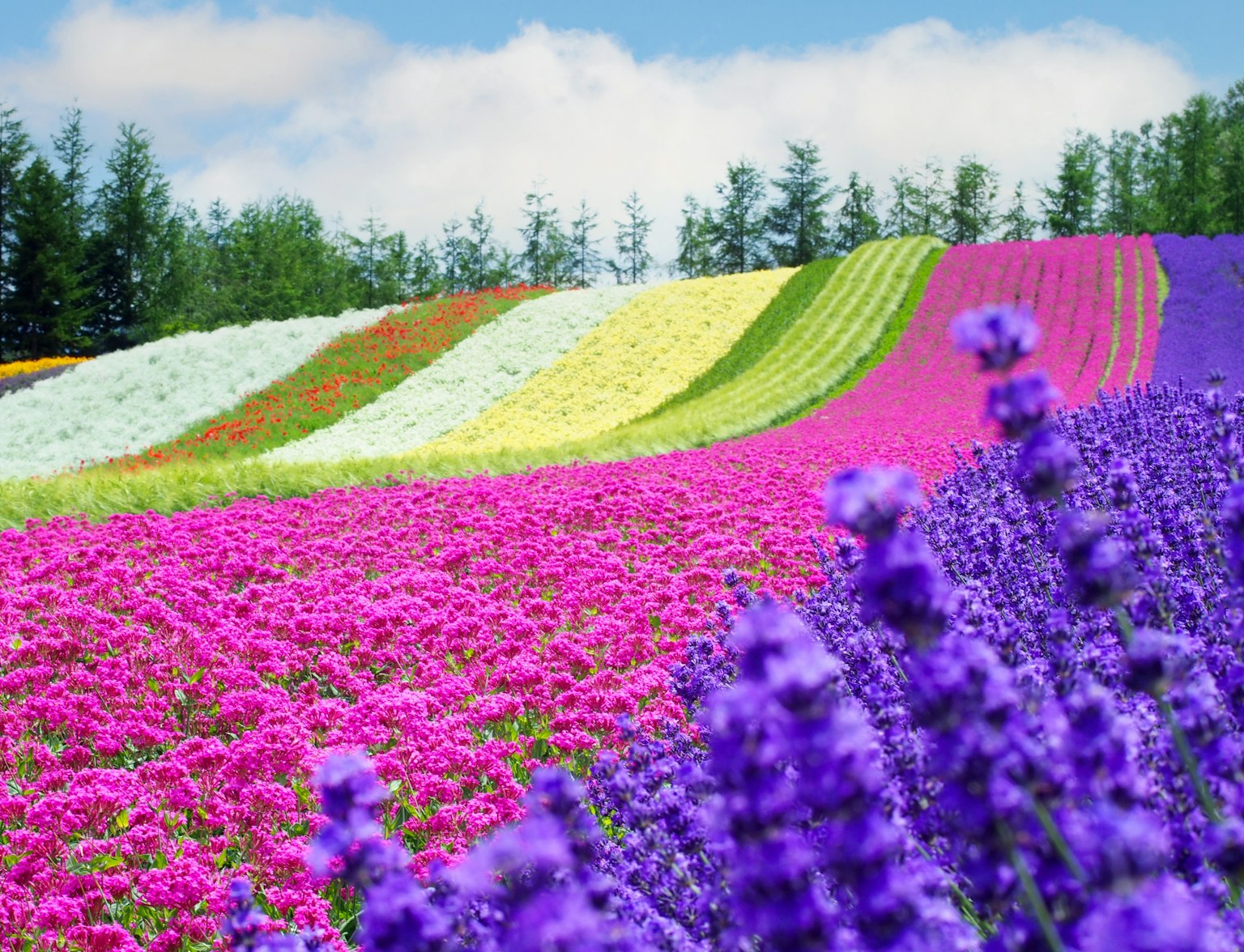 Farm Tomita Farm Tomita