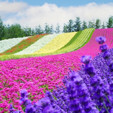 Farm Tomita Farm Tomita