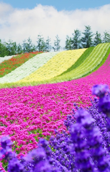 Farm Tomita Farm Tomita