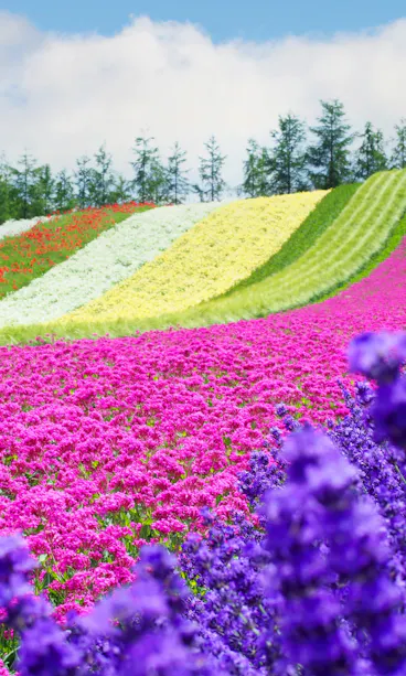 Farm Tomita Farm Tomita