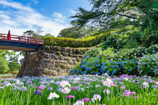 A scenic garden with blooming purple and white irises, lush green grass, blue hydrangea bushes, a stone wall, and a red bridge under a bright blue sky with scattered clouds.