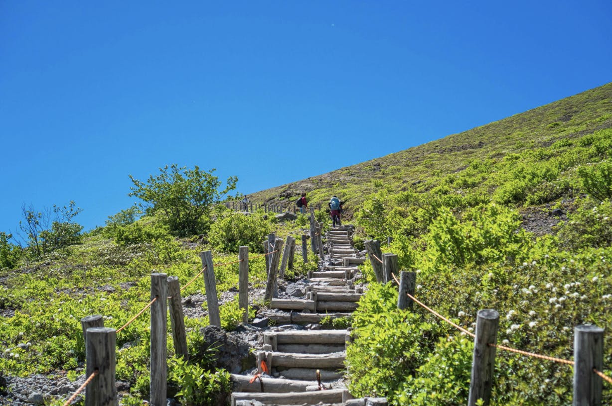 Hikers climb a steep wooden staircase trail surrounded by green bushes under a clear blue sky on a sunny day.