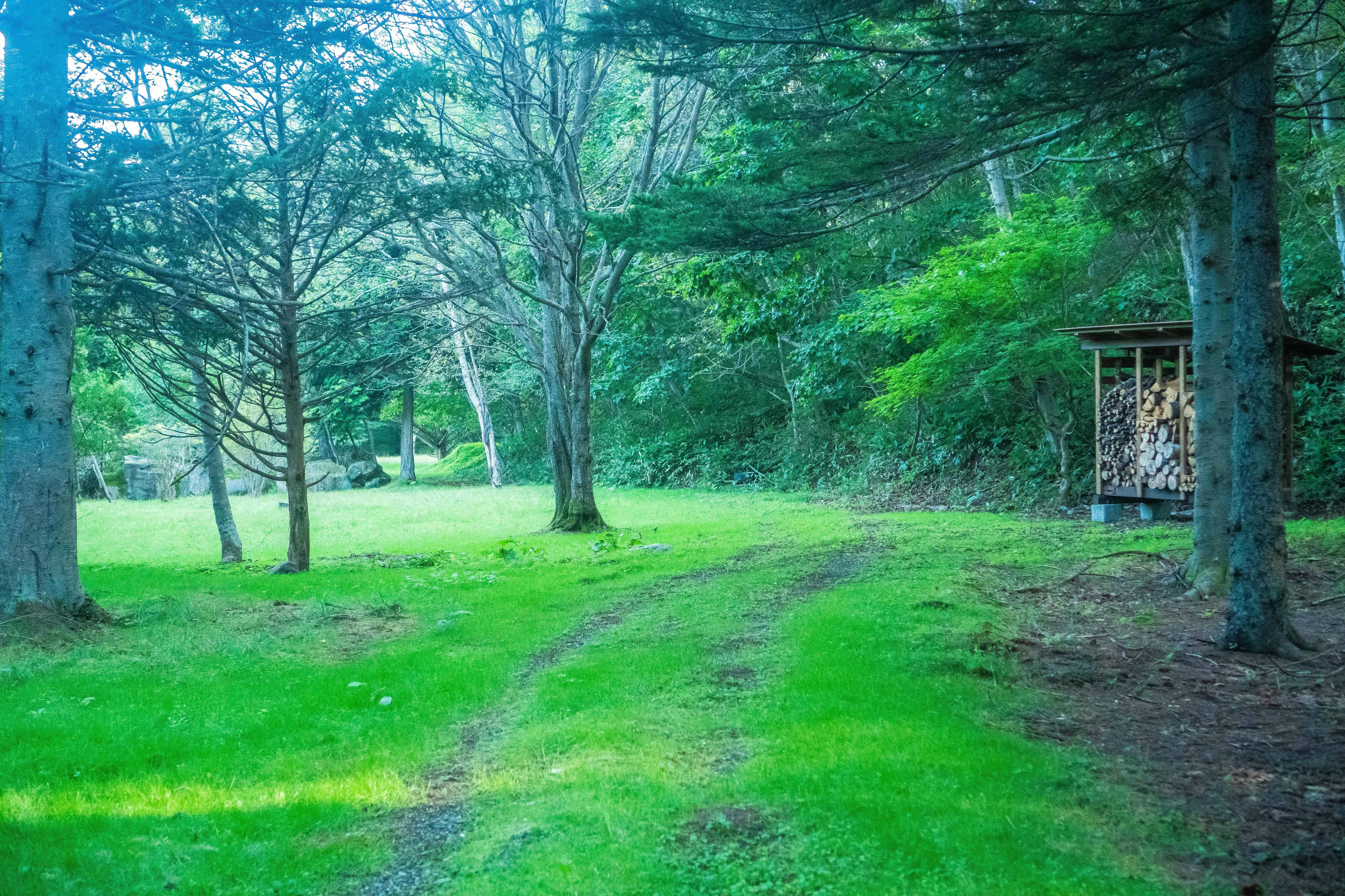 Noboribetsu Forest
